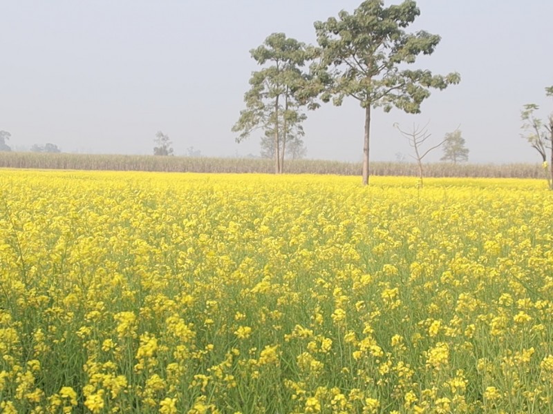 तोरी खेतीमा किसानहरूको आकर्षण बढ्दै (भिडियो रिपोर्ट सहित)